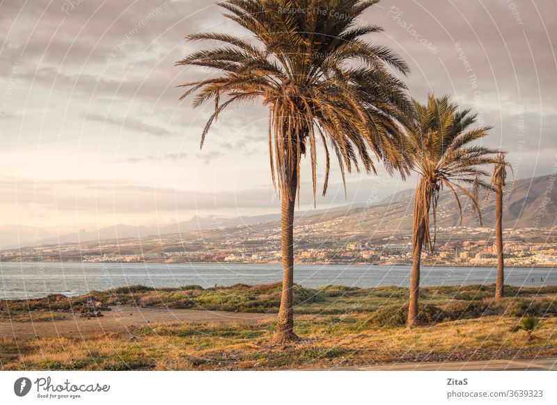 Teneriffas Küste bei Sonnenuntergang Seeküste Handfläche Bäume Strand Natur Kanarienvogel Inseln Ort sonnig heiß tropisch im Freien Spanisch reisen besuchen