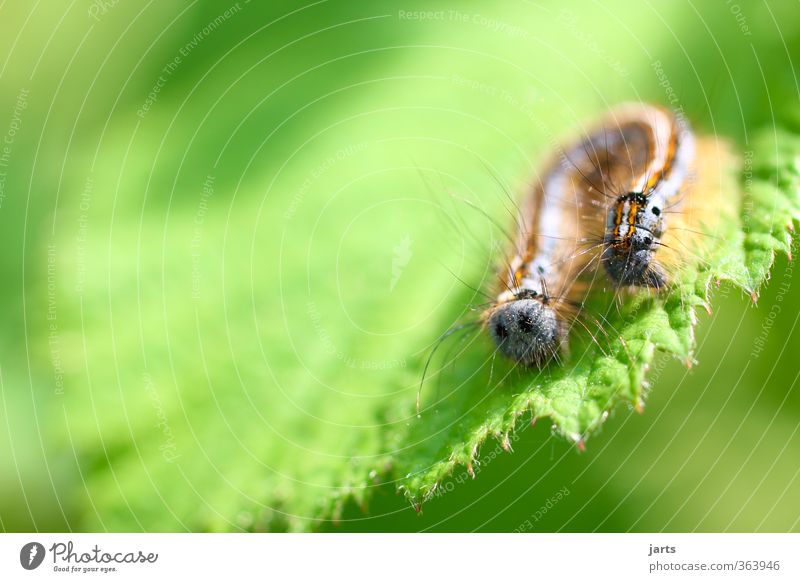 hinten wie vorn Pflanze Tier Frühling Sommer Blatt Wildtier Fell Natur Raupe Haare & Frisuren Farbfoto mehrfarbig Außenaufnahme Nahaufnahme Detailaufnahme