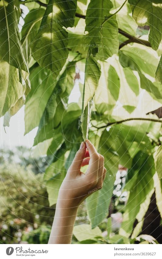 Nahaufnahme einer weiblichen Hand, die die Blätter eines Baumes zupft, Konzept der Naturnähe Wachstum Ast Blatt Umwelt Frau Finger frisch Garten Mädchen grün