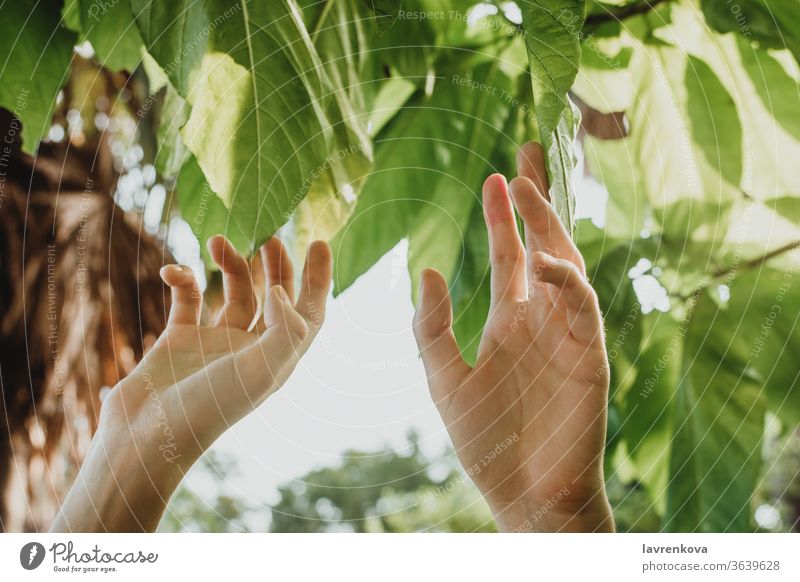 Nahaufnahme einer weiblichen Hand, die die Blätter eines Baumes zupft, Konzept der Naturnähe Umwelt Frau Finger frisch Garten Mädchen grün Ernte organisch