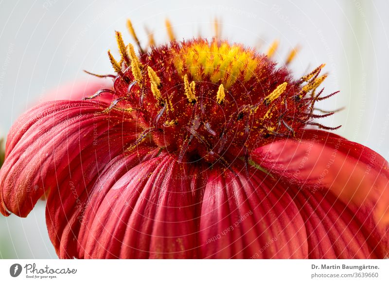 Gaillardia ist eine Gattung nordamerikanischer Wildblumen aus der Familie der Sonnenblumen, die allgemein als Deckenblumen (Cerman Kokardenblumen) bekannt sind.  Sie hat ihren Weg nach Europa und Australien gefunden. Dies ist Gaillardia x grandiflora Burgunder (Gaillardia x grandiflora Burgunder)