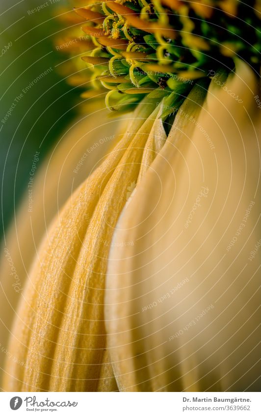 Echinacea purpurea, gelber Stamm, Detail der Blüte Kulturvarietät Blume Auswahl Detailaufnahme Blütenkopf Verbundwerkstoffe Asteraceae