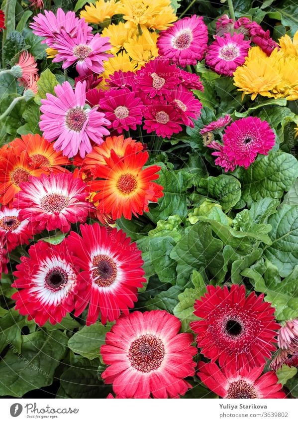 Bunte Blüten von Gerbera jamesonii-Hybriden mit grünen Blättern in einem Country-Cottage-Garten. Hintergrund für Hochzeitsgrußkarten-Banner, Muttertagskarte, Frauentag, Geburtstag. Nahaufnahme, Ansicht von oben.