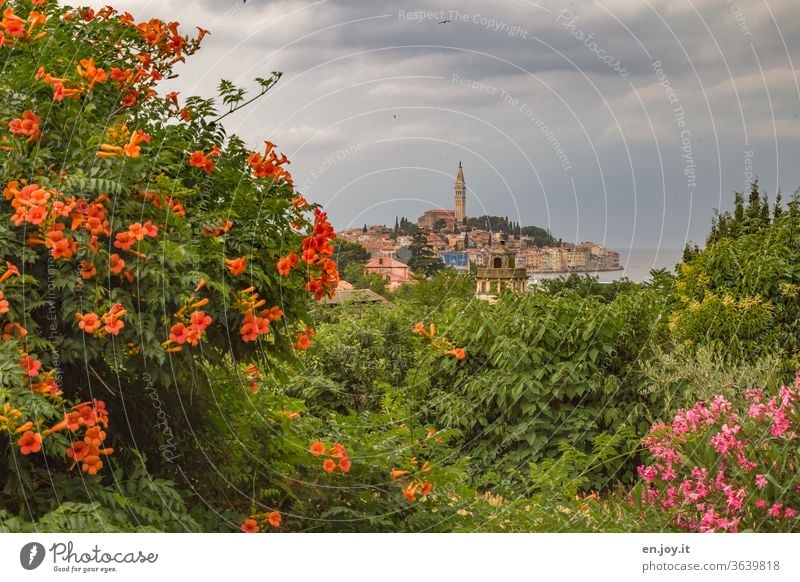 Im Vordergrund blühende Trompetenblume und Oleander im Hintergrund weit entfernt ist die Altstadt von Roninj in Kroatien zu sehen Istrien Blumen Blüten Blühen