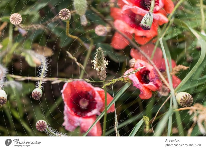 endlich mal Spitzwegerich Mohn Mohnblüte Mohnkapsel rot Blume Außenaufnahme Pflanze grün Natur Sommer Mohnfeld Blüte Menschenleer Umwelt Wiese Farbfoto