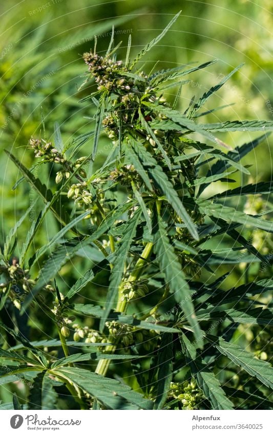 Hasenfutter Hanf hanfpflanze Hanfblüte Cannabis Pflanze Menschenleer Nutzpflanze Cannabisblatt Nahaufnahme Rauschmittel Farbfoto grün Alternativmedizin