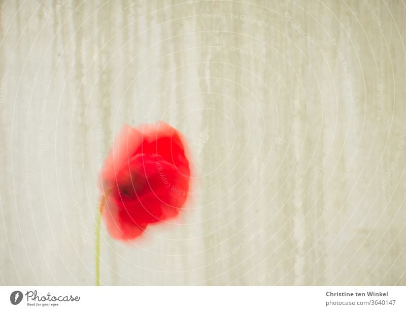 Eine rote Mohnblüte bewegt sich im Wind vor einer nassen beigen Betonmauer. Längere Belichtung mit Bewegungsunschärfe. Viel Raum für Text. Blüte Sommer