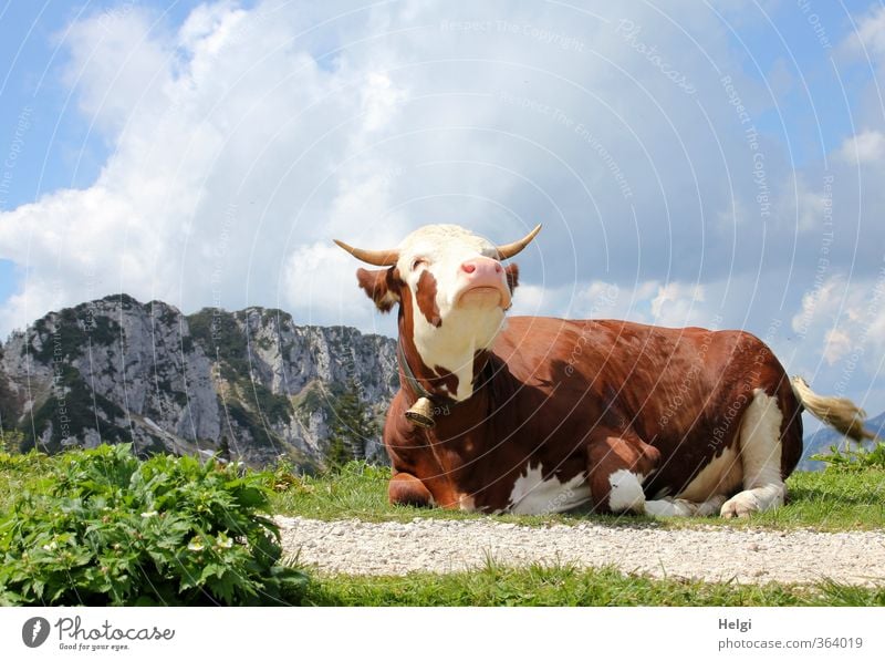 AST6 Inntal | noch ne Qu... Umwelt Natur Landschaft Pflanze Tier Himmel Wolken Frühling Schönes Wetter Gras Grünpflanze Wildpflanze Alpen Berge u. Gebirge