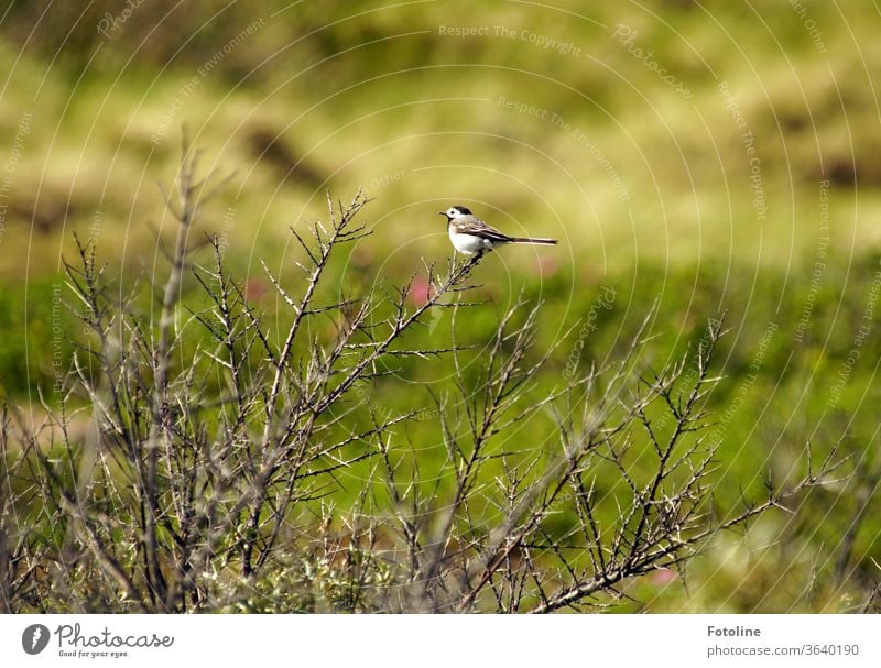 Kurz mal ausruhen! - oder eine kleine Bachstelze ruht sich auf einem Strauch aus. Vogel Natur Tier Außenaufnahme Farbfoto 1 Tag Wildtier Tierporträt Umwelt