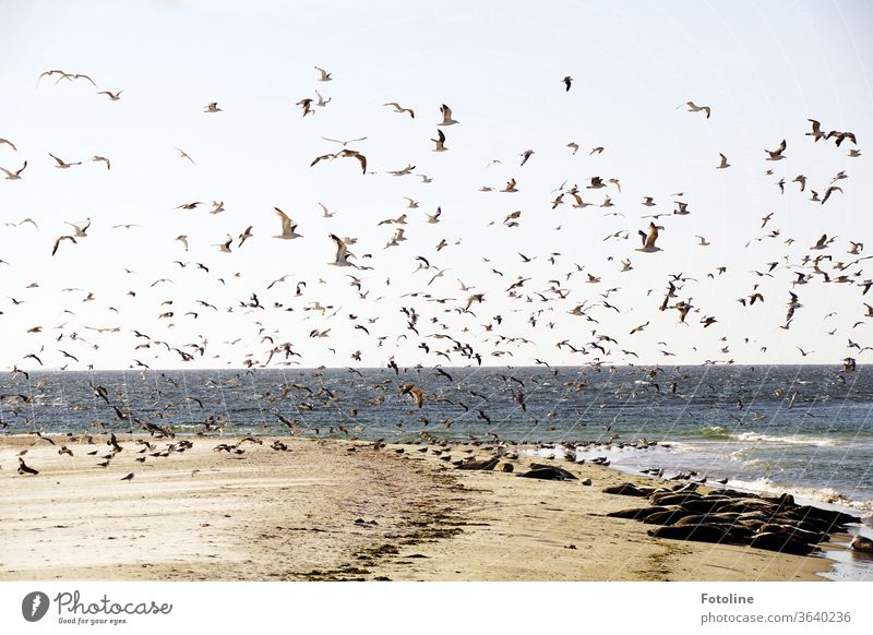 So ein Gewimmel, doch die Kegelrobben von der Düne Helgoland bringt nichts aus der Ruhe. Nordsee Nordseeküste Nordseeinsel Nordseestrand Nordseeurlaub Strand