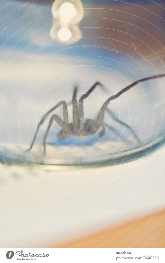 spinne unter einem glas Tier Makroaufnahme grausam fressen nützlich beißen widerlich fürchterlich furchteinflößend Hauswinkelspinne durchsichtig krabbeln