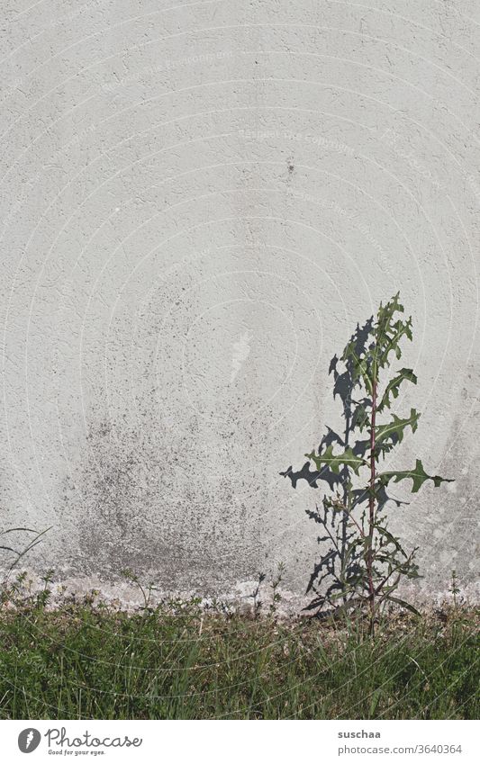 unkrautgewächs wächst einsam und allein an einer hauswand Unkraut Hauswand Mauer Mauerblume Pflanze Wachstum Schatten Gras grün Umwelt Wildpflanze Wiese Distel