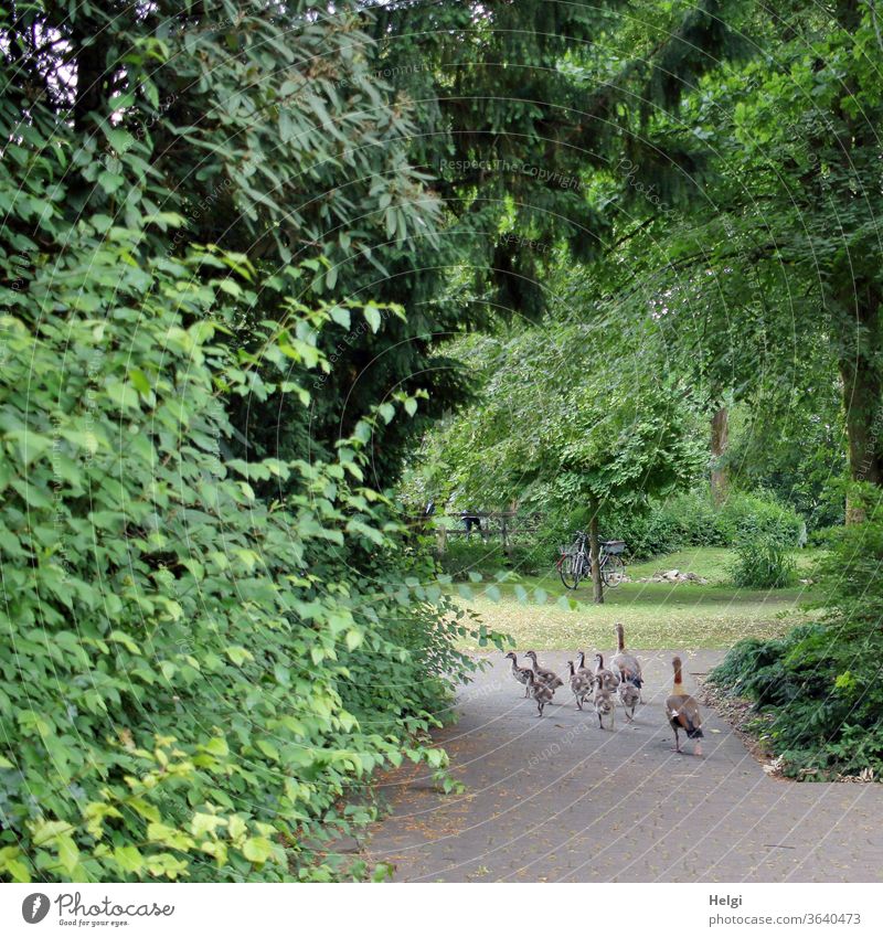 Familienausflug - Nilgänse mit 8 Jungtieren spazieren über einen Weg im Park Nilgans Gans Vogel Tier Tierfamilie Tierjunges Wildtier Außenaufnahme Natur Umwelt