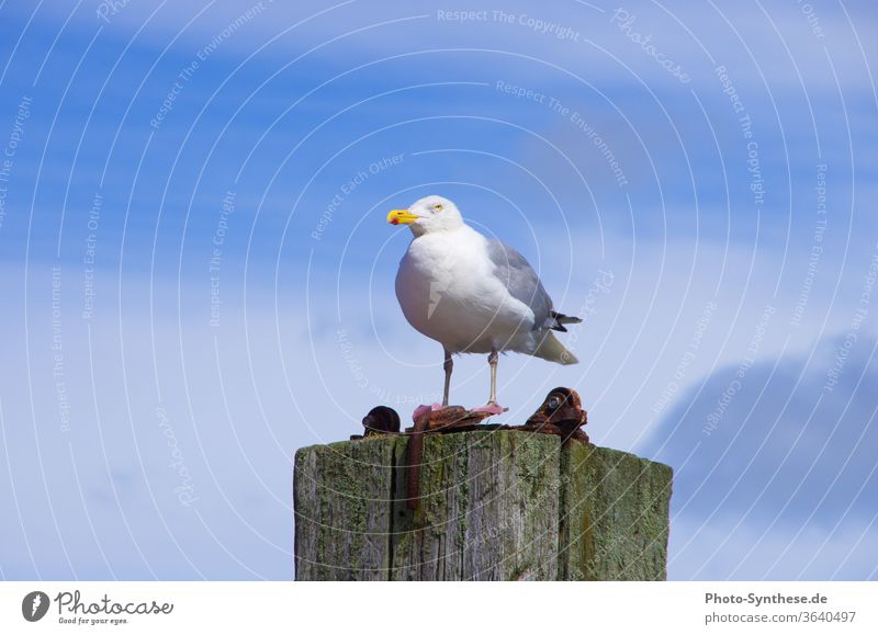 Silbermöwe Möwe auf Holzpfahl vor blauem Himmel Wolken Hintergrund weiß verwittert roter Punkt Schnabel gelb Blick Tierfoto gull Larus argentatus Meer Nordsee