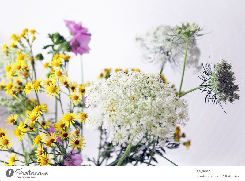 Feldblumen Blumen Schafgarbe lila rosa weiss grün bunt sommerlich Sommer Stilleben Natur Pflanze Blüte Garten Wiese schön Wachstum Menschenleer weiß Blühend