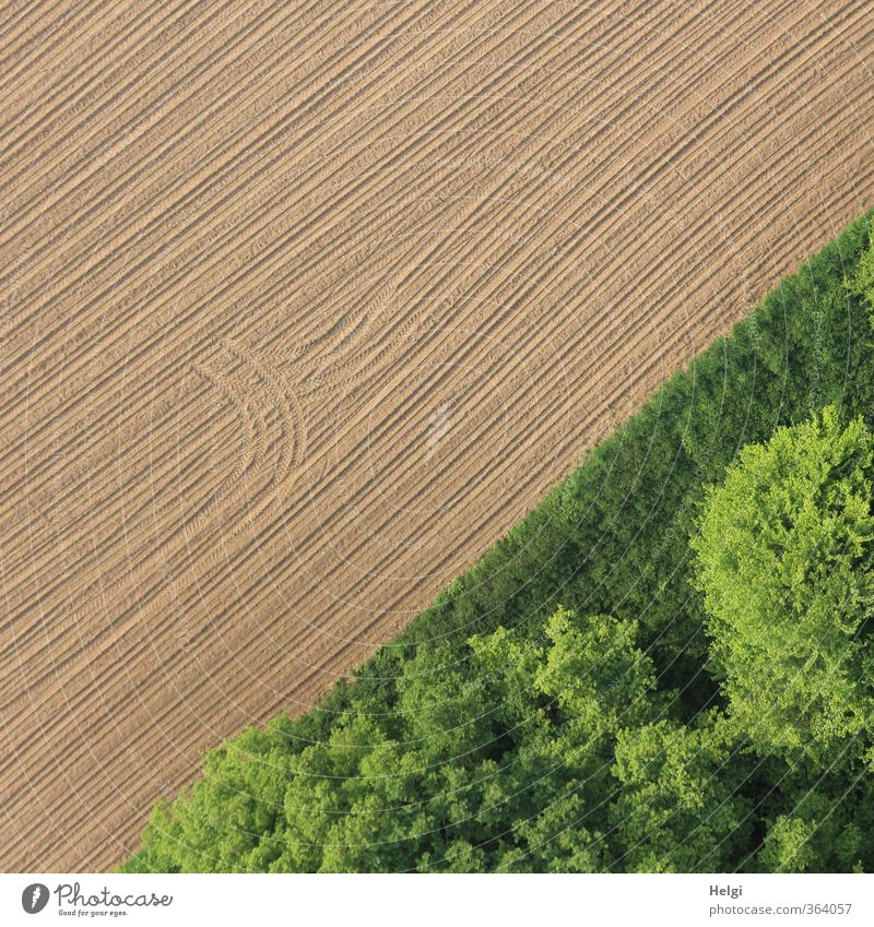 grafisch | mit Schwung... Umwelt Natur Landschaft Pflanze Frühling Schönes Wetter Baum Gras Grünpflanze Wildpflanze Feld Wald Linie Wachstum ästhetisch