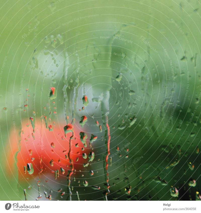 Sommerregen... Natur Pflanze schlechtes Wetter Regen Blume Blatt Blüte Garten Fensterscheibe Wassertropfen Glas Blühend Wachstum ästhetisch authentisch