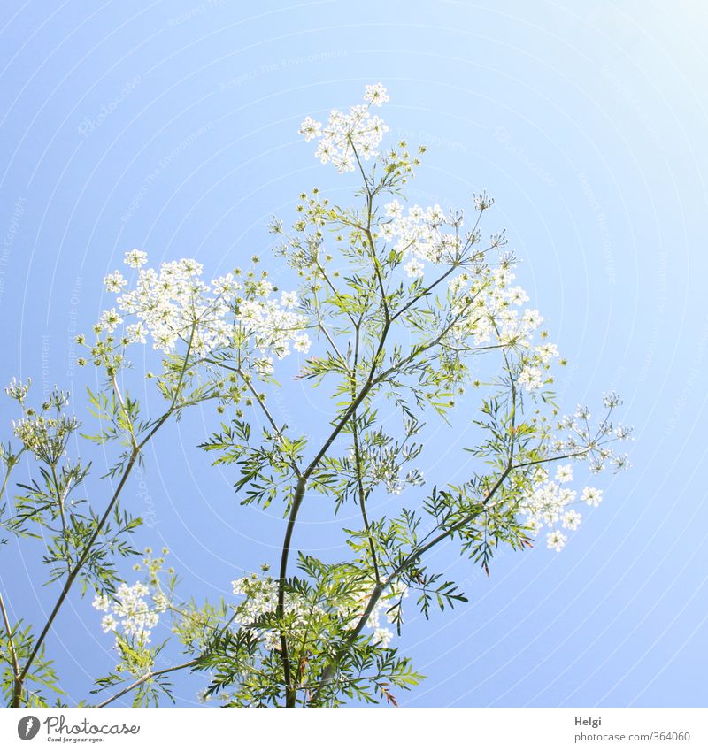 Pflanze | sommerlich... Umwelt Natur Wolkenloser Himmel Sommer Schönes Wetter Blume Blatt Blüte Wildpflanze Wiese Blühend stehen Wachstum ästhetisch hoch schön