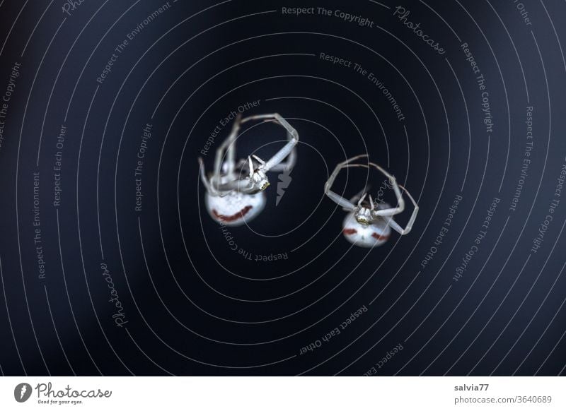 Gegensätze | schwarz - weiß Spinne Angst Ekel gruselig bedrohlich Natur 2 Makroaufnahme Kontrast krabbeln Menschenleer Tier Textfreiraum unten Freisteller