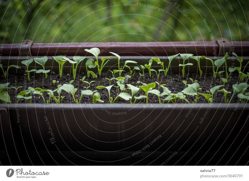 Gemüsezucht auf dem Balkon Radieschen Blumenkasten Balkonkasten Wachstum frisch Vegetarische Ernährung Lebensmittel natürlich lecker Bioprodukte Menschenleer