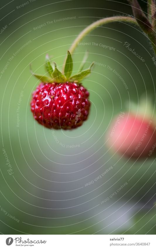 süßes Früchtchen am Stiel, reife Walderdbeere Erdbeere Frucht rot lecker Erdbeeren Wald-Erdbeere Pflanze frisch Natur natürlich Makroaufnahme Bioprodukte