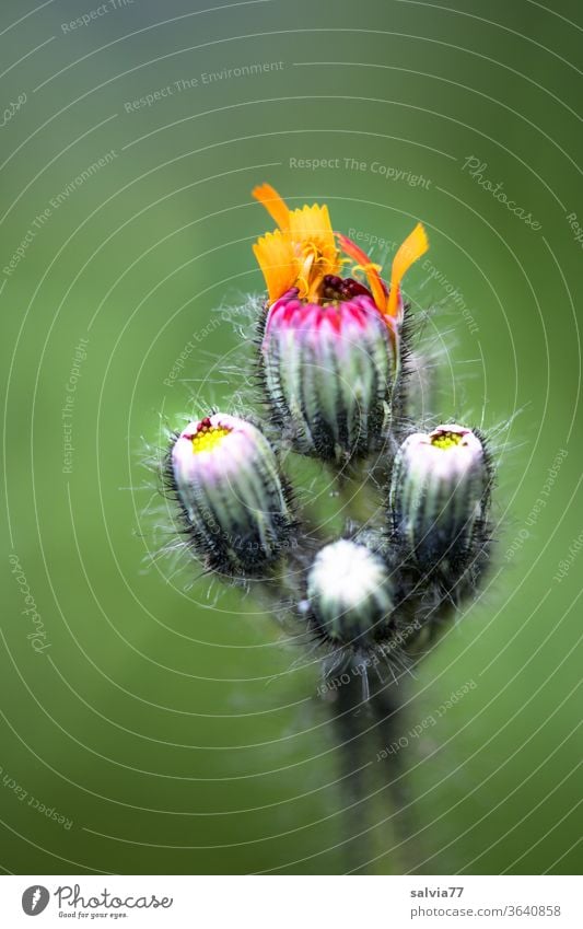 Orangerotes Habichtskraut entfaltet langsam die Blütenblätter Natur Blume Blütenknospen entfalten Pflanze grün orange Sommer Blütenblatt behaart Makroaufnahme