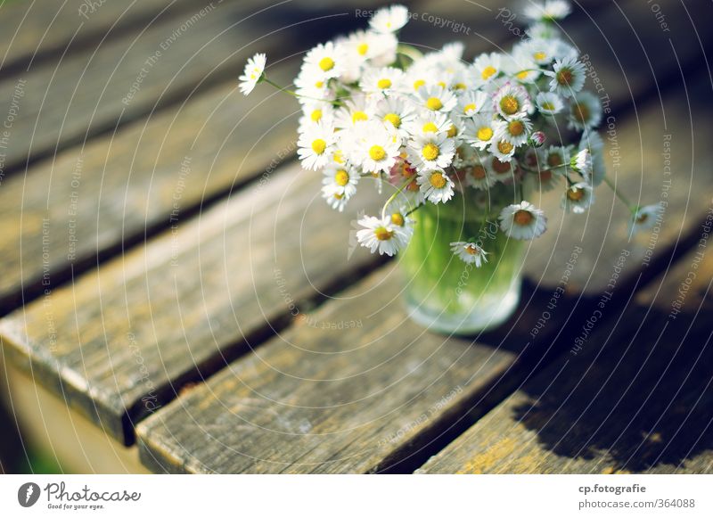 Gänseblümchen II Pflanze Sommer Schönes Wetter Blume Garten Wärme Holztisch Glas Farbfoto Außenaufnahme Menschenleer Textfreiraum links Textfreiraum unten Tag