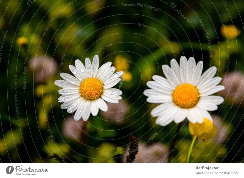 Blumen im Engadin in Graubünden Sonnenstrahlen Tag Licht Außenaufnahme Alpen Natur Naturschutzgebiet anstrengen Umwelt wandern Berge u. Gebirge Beginn Mut