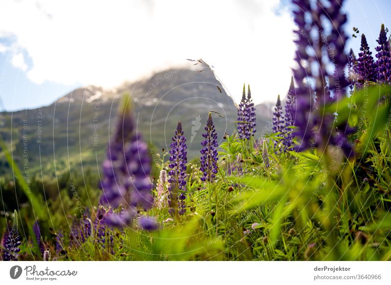 Blick auf den Piz Albana mit Lupinen im Vodergrund im Engadin in Graubünden am Abend Sonnenstrahlen Tag Licht Außenaufnahme Alpen Natur Naturschutzgebiet