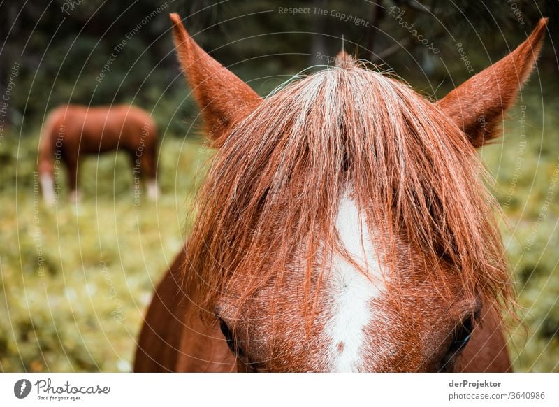 Pferd mit Ponyfrisur Sonnenstrahlen Tag Licht Außenaufnahme Alpen Natur Naturschutzgebiet anstrengen Umwelt wandern Berge u. Gebirge Beginn Mut Farbfoto