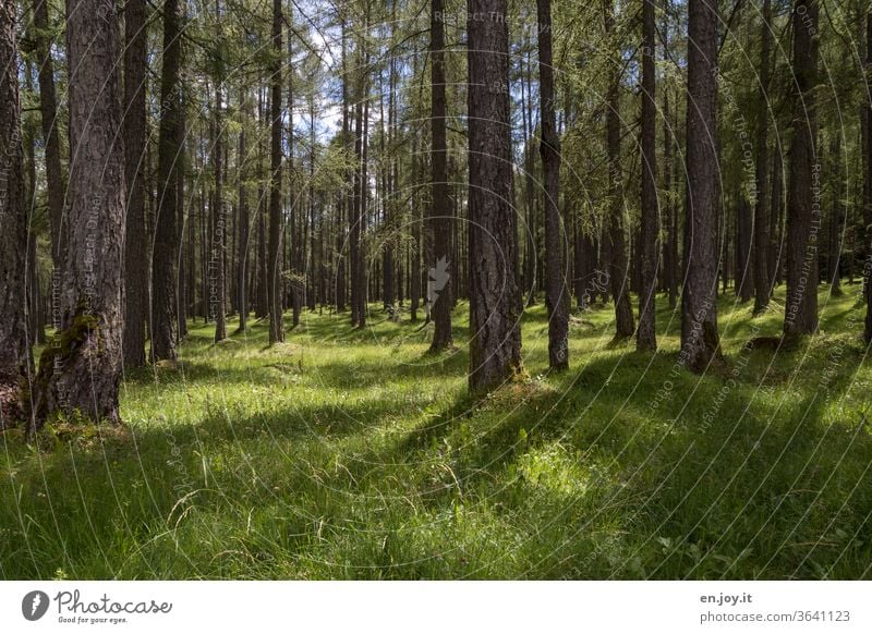 Wald mit Wiese und Sonnenlicht Waldboden Bäume Baumstämme Rasen Gras Licht & Schatten Nadelbäume Nadelwald Lerchen Natur Landschaft Idylle grün Menschenleer