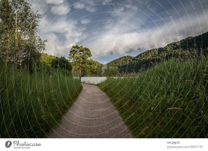 Weg zum See Pfad Gras Gräser grün Berge Baum Birken Sträucher Himmel Gewitterwolken Wolken Licht Schatten spazierweg Sommer Idylle Urlaub Reise Natur Landschaft