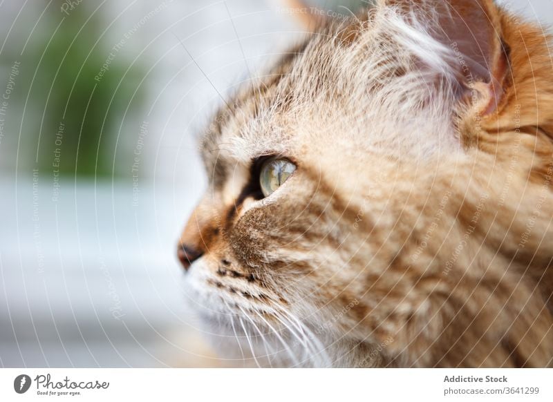 Süße Katze mit gestromtem Fell Tabby sich[Akk] entspannen Fussel Kätzchen niedlich Tier heimisch Haustier heimwärts katzenhaft Säugetier bezaubernd Freund weich