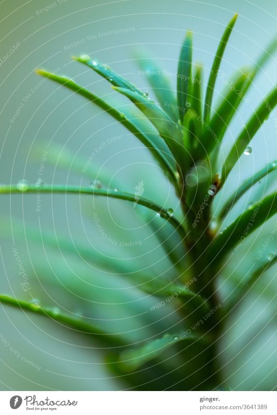 Lensbaby Makro: Frisches Grün (Konifere) Grünpflanze grün Schwache Tiefenschärfe Kontrast Schatten Licht Tag Hintergrund neutral Menschenleer Makroaufnahme