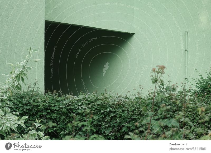 Grüner Eingang mit Schatten, grüne Wand und grüne Hecke Haus monochrom Fassade Gebäude Mauer glatt Tunnel Tor