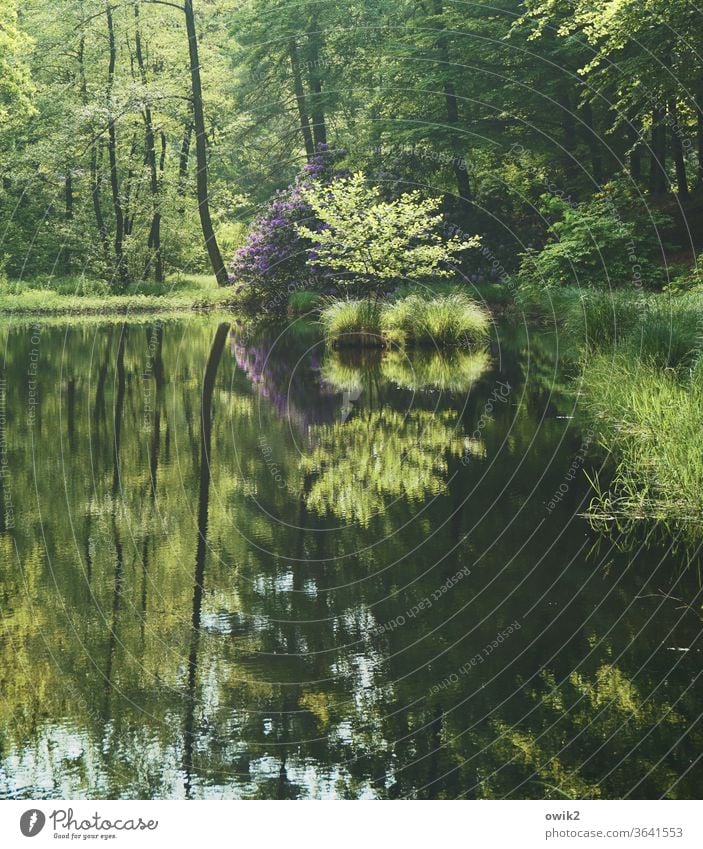 Selbstvergessen Kromlau Park Wald Landkreis Görlitz Ostdeutschland Niederschlesien Sachsen Außenaufnahme Farbfoto Menschenleer Landschaft Waldsee