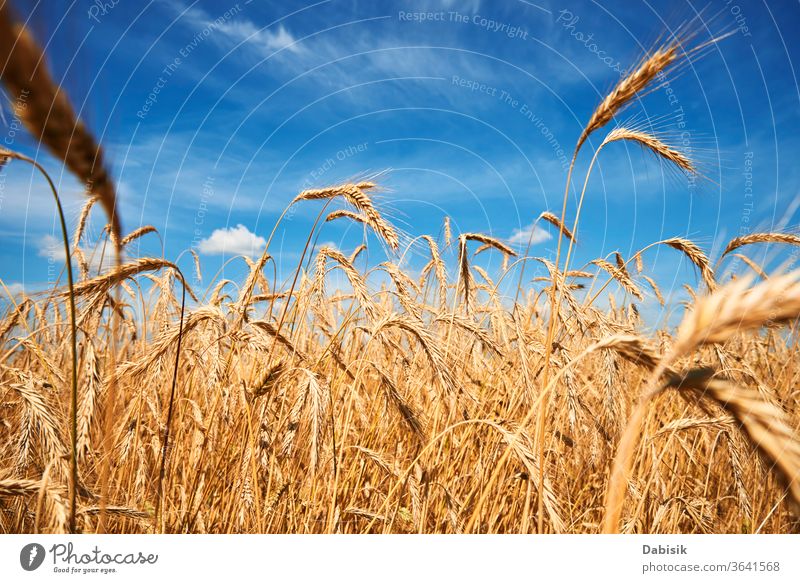 Roggenohren schließen sich. Roggenfeld an einem Sommertag. Ernte-Konzept Feld Korn Ohr Weizen golden Bauernhof gelb Müsli reif Ackerbau Gerste Landschaft Samen