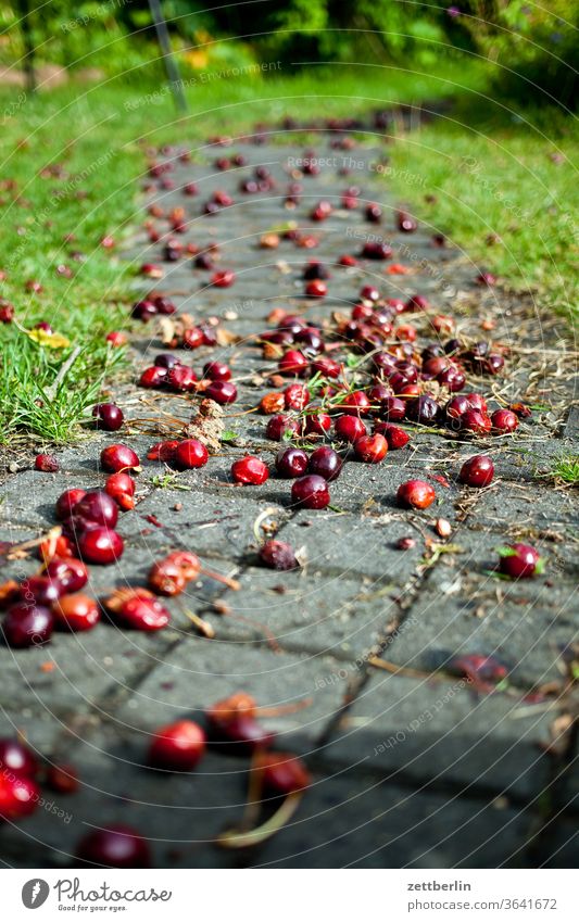 Fallobst: Kirschen ast baum ernte ferien garten gras kirschen kleingarten kleingartenkolonie menschenleer natur pflanze rasen ruhe schrebergarten sommer