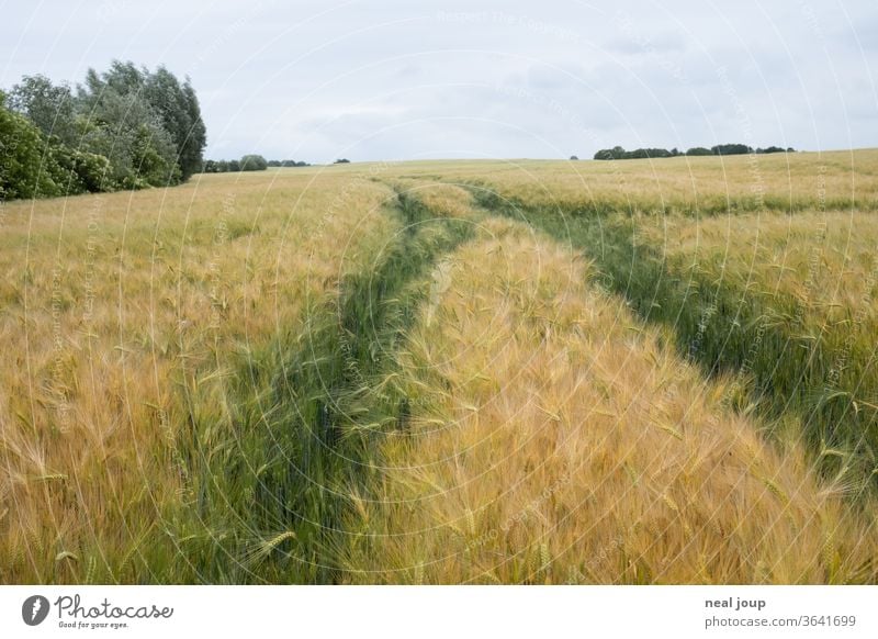 Kornfeld, unreif, Horizont, Spur Natur Landwirtschaft Feld Gerste früh Wolken schlechtes Wetter Weite Perspektive gelb grün Getreide Himmel Umwelt Saison