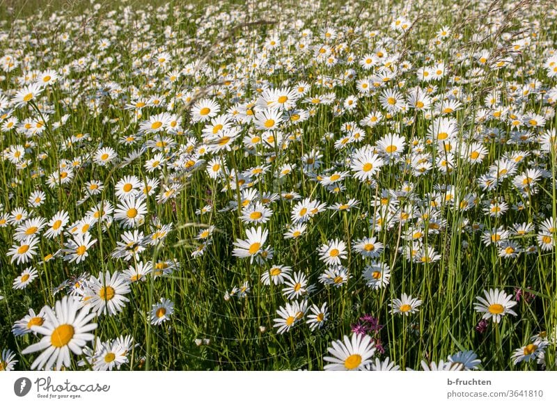 Ein Meer an Margeriten, Wiese mit Margeriten Margeritenwiese blumen Natur Pflanze Blüte Blume Sommer Außenaufnahme Frühling Blumenwiese Gras Blühend Garten