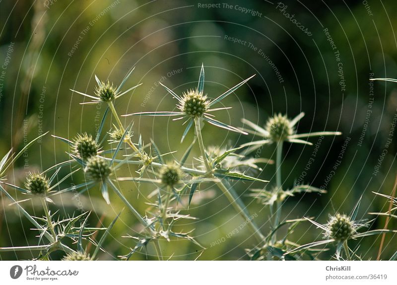 Distel Frühling grün Pflanze Natur Nahaufnahme Stachel