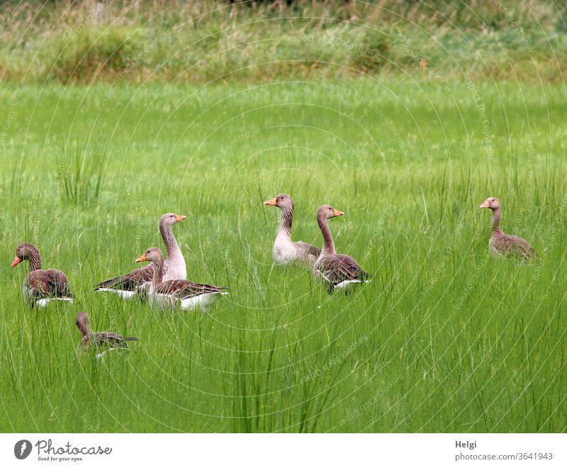 sieben Graugänse auf einer Moorwiese Gans Graugans Vogel Wildtier Tier Außenaufnahme Farbfoto Natur Wildgans Umwelt natürlich Menschenleer Freiheit Zusammensein