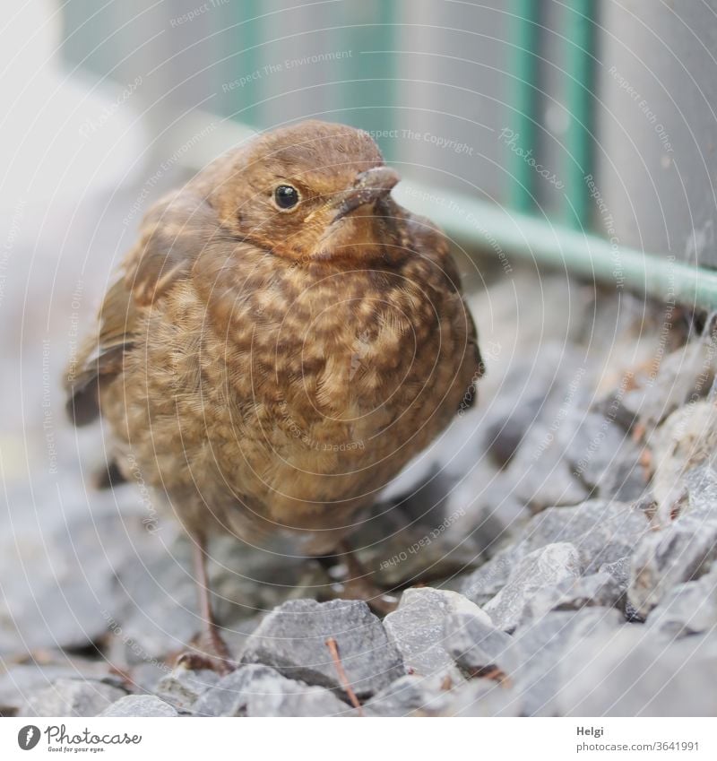 HUNGER - junge Drossel steht am Wegesrand und wartet auf Futter Amsel Jungvogel Vogel klein warten Hunger hungrig Gefieder dick aufgeplustert Blick Erwartung