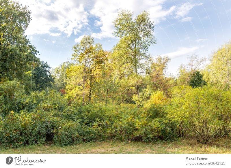 Verschiedene Bäume im Park Herbst Hintergrund Buchse Cloud Land Umwelt fallen Laubwerk Fußweg Wald grün Landschaft Blatt Licht Ahorn natürlich Natur Eiche