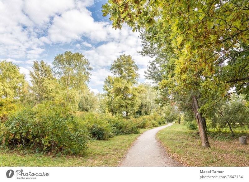 Ein Spaziergang im Park Herbst Hintergrund Buchse Cloud Land Umwelt fallen Laubwerk Fußweg Wald grün Landschaft Fahrspur Blatt Licht Ahorn natürlich Natur Eiche