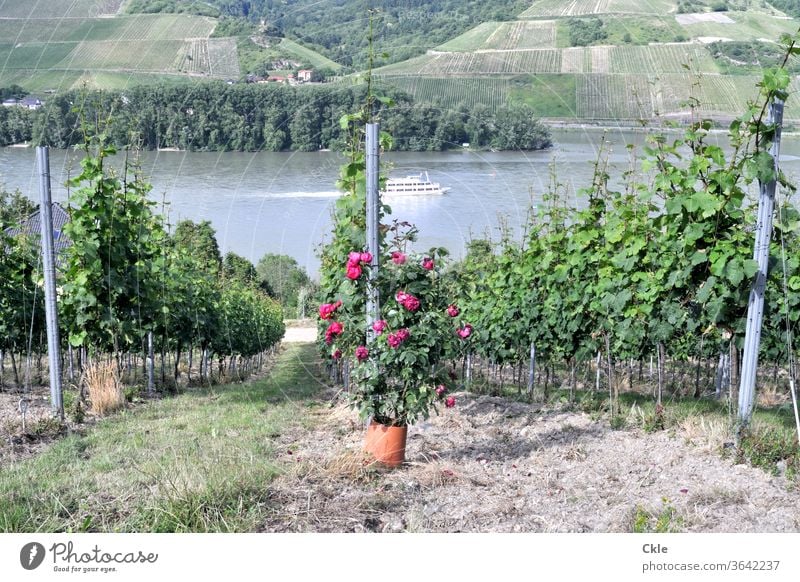 Pflanzenschutzmittel Mosel Weinberg Steillage Weinbau Schiff Bootsfahrt Aussicht Rebenfelder Riesling Ausflug Parzelle Kultivierung Rosen Frühwarnsystem Mehltau