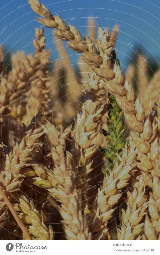 Getreidefeld, grüner Halm zwischen reifen Halmen Feld Landwirtschaft Ernte Lebensmittel Pflanze Sommer Ernährung Ackerbau Ähren Natur ökologisch Umwelt