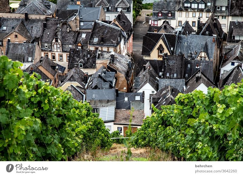 hauswein III Dach Idylle Ruhe Moseltal Hunsrück Ausflug Häuser Stadt Rheinland-Pfalz Weinberg Mosel (Weinbaugebiet) Ferien & Urlaub & Reisen alt Farbfoto Haus