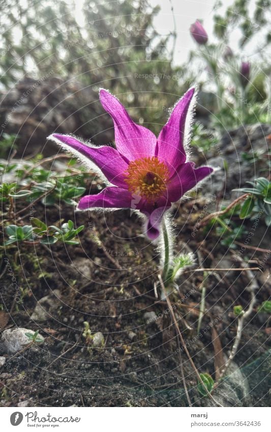 Küchenschelle, die sich lichtumsäumt von ihrer besten Seite zeigt Blume Frühling Blüte Natur Schwache Tiefenschärfe Blühend natürlich zauberhaft Lichtsaum