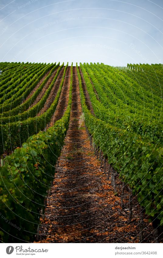 Weinberg.  Ein Wein  Stock nach dem anderen . Mit breitem Laufweg . Rechts und links sind die Grünen Weinstöcke. Weinbau Außenaufnahme Weintrauben Pflanze